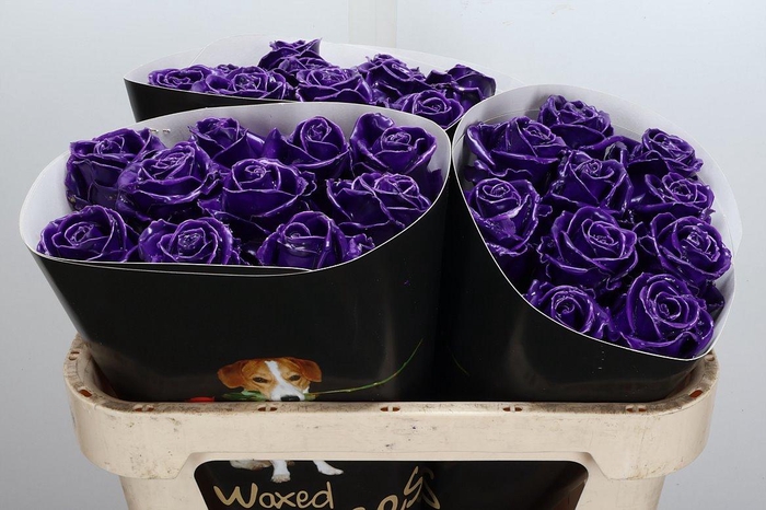 <h4>Wax-Rozen Wax Paars w8</h4>