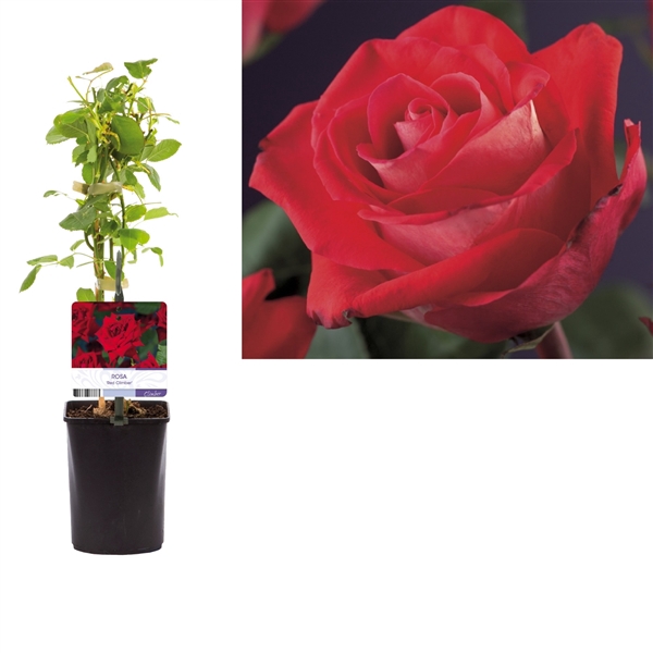 <h4>Rosa 'Red Climber' +light label</h4>