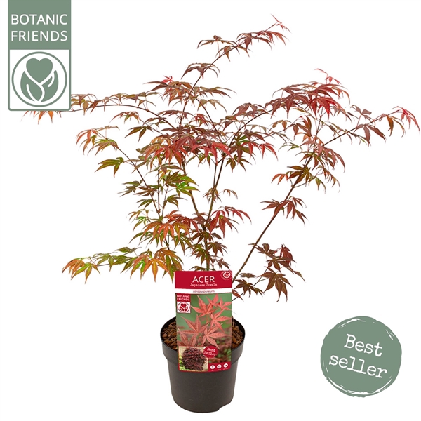 <h4>Acer palm. 'Atropurpureum'</h4>