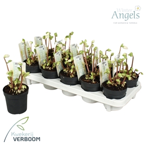 Helleborus nig. Verboom Beauty