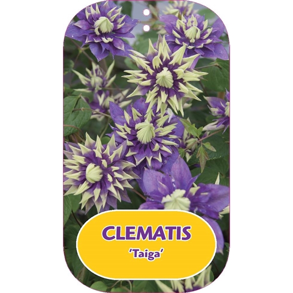 <h4>Clematis 'Taiga' PBR</h4>