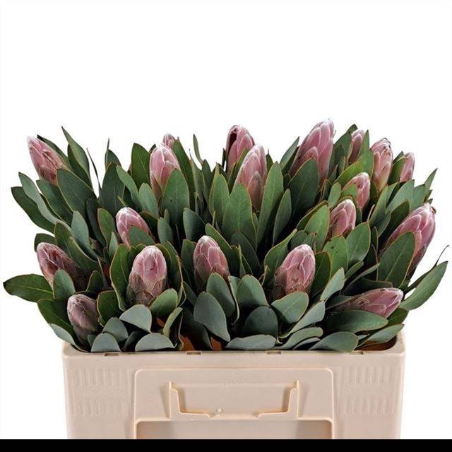 <h4>PROTEA OV PER STUK</h4>