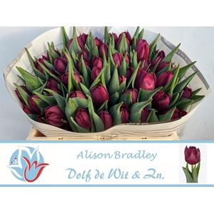 TU DU ALISON BRADLEY