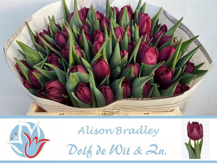 <h4>TU DU ALISON BRADLEY</h4>