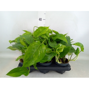 Epipremnum   ...