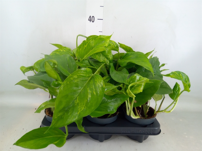 <h4>Epipremnum   ...</h4>