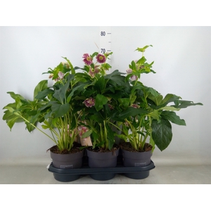 Helleborus ori.