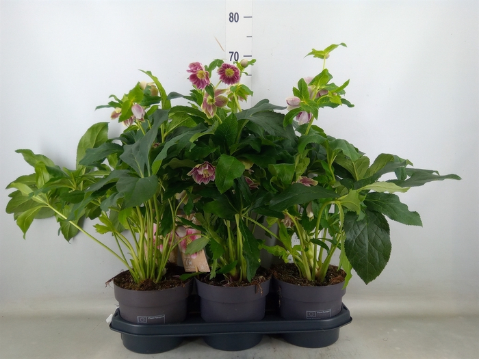 <h4>Helleborus ori.</h4>