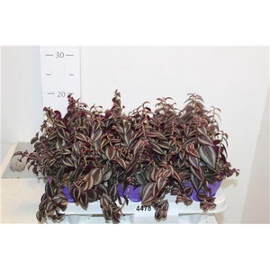 Trad Ze Purpusii