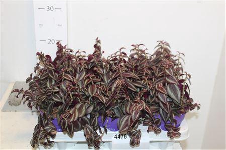 <h4>Trad Ze Purpusii</h4>