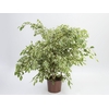 FICUS GANTHEL P24