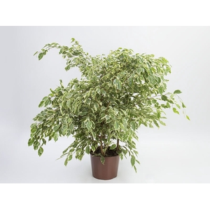 FICUS GANTHEL P24