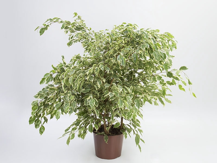 <h4>FICUS GANTHEL P24</h4>