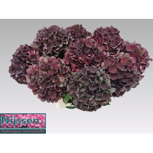 Hydr M Mag D Ruby Cl