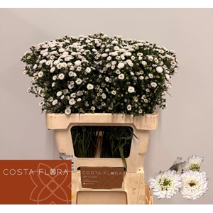 ASTER POMPON 20 GR.