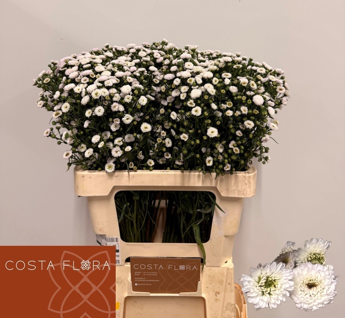 <h4>ASTER POMPON 20 GR.</h4>