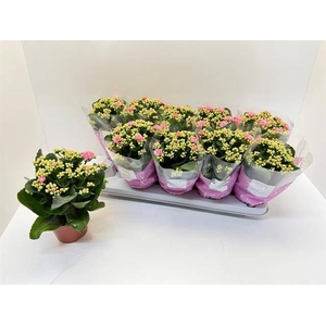 KAL GE PERFECTA PINK