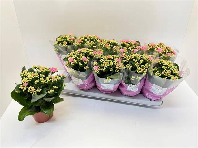 <h4>KAL GE PERFECTA PINK</h4>