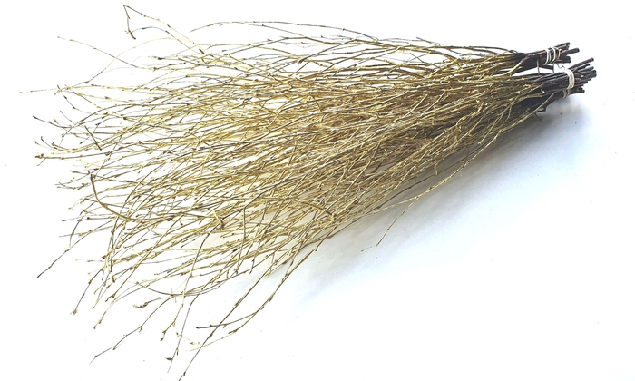 Birch 70cm 10stems per bunch Gold