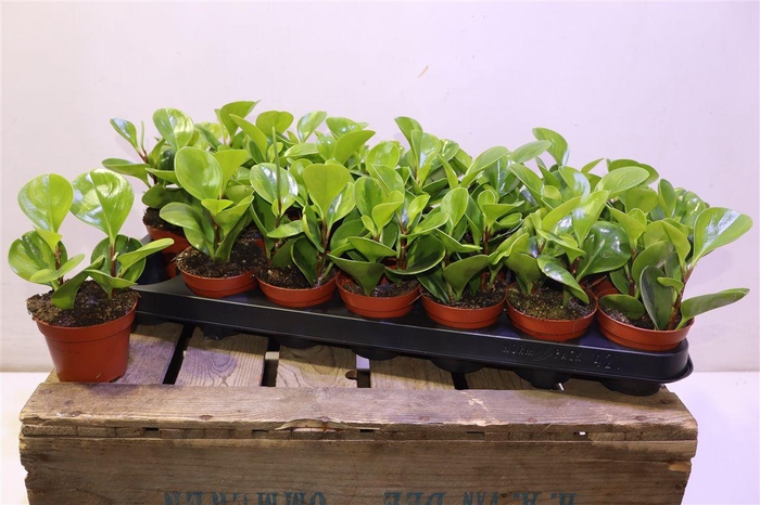 <h4>arr8 Pep Ov</h4>