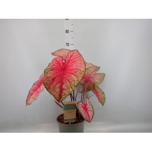 Caladium   ...