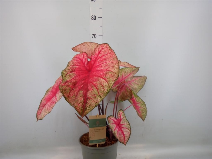<h4>Caladium   ...</h4>