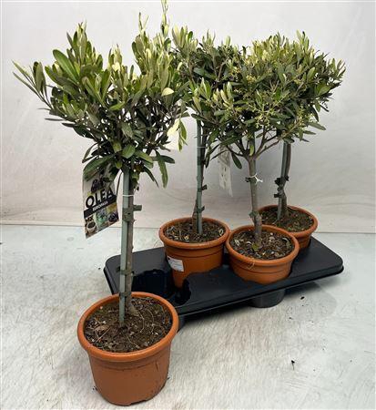 <h4>Olea Europaea</h4>