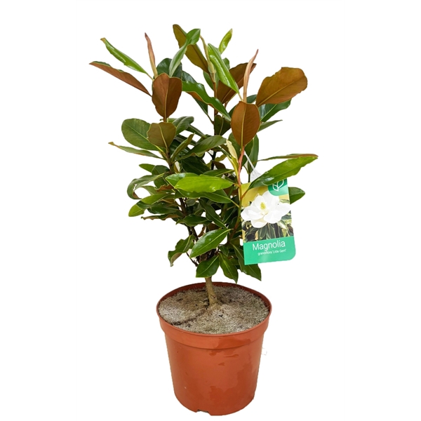 <h4>Magnolia Grandiflora "little gem"</h4>