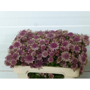 ASTR ROSEA