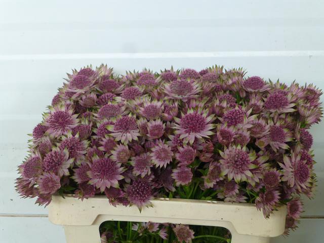 ASTR ROSEA
