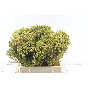 Kaaps Berzelia Abratanoides