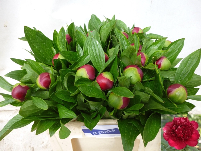 <h4>PAEO RED CHARM</h4>