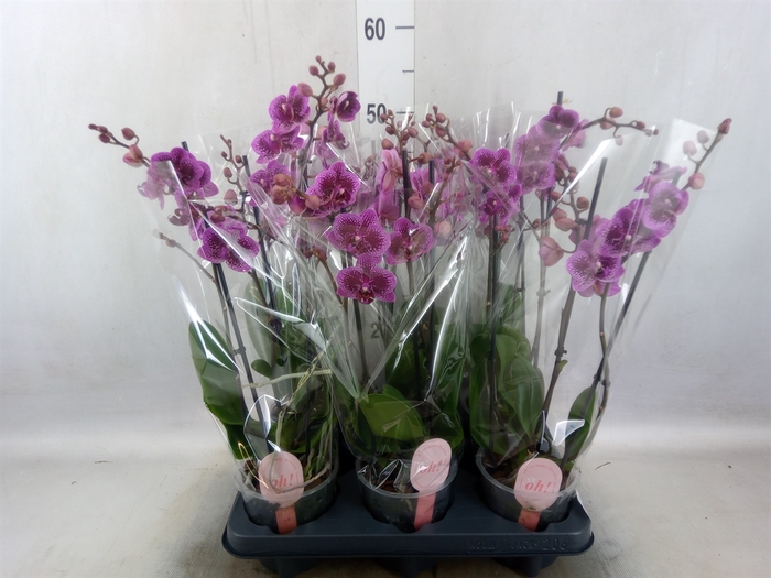 <h4>Phalaenopsis multi. 'FC Happy Hour'</h4>