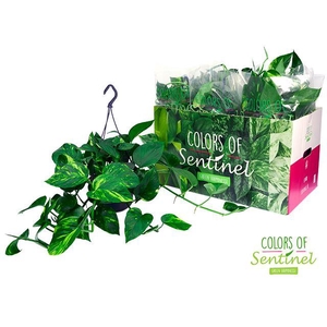 Epipremnum pinnatum hang