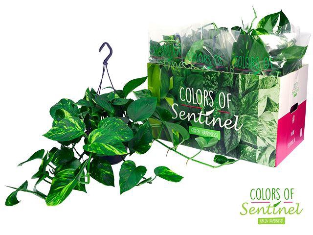 <h4>Epipremnum pinnatum hang</h4>