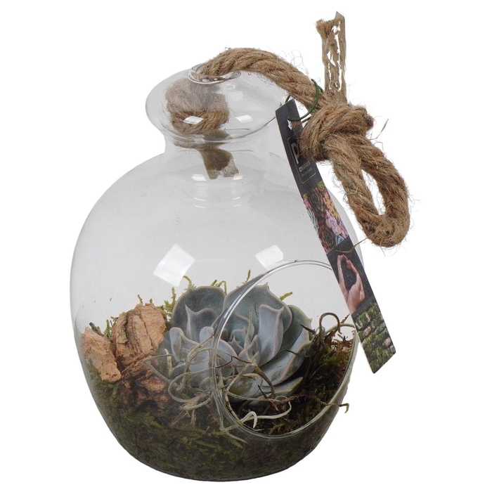 <h4>PTGIG2104 Arrangement Greens in glass in glazen terrarium</h4>