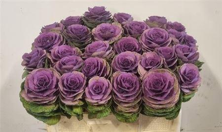 <h4>Brass Crane Carmine</h4>