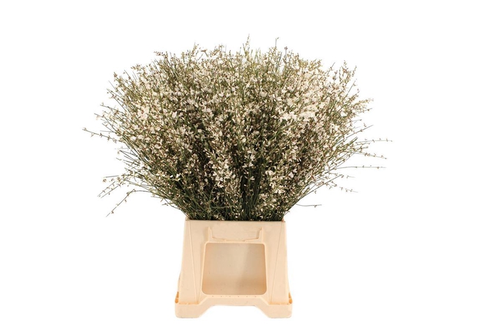 <h4>Ginster Wit 400 Gr</h4>