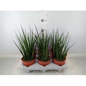 Sansevieria  'Fernwood'