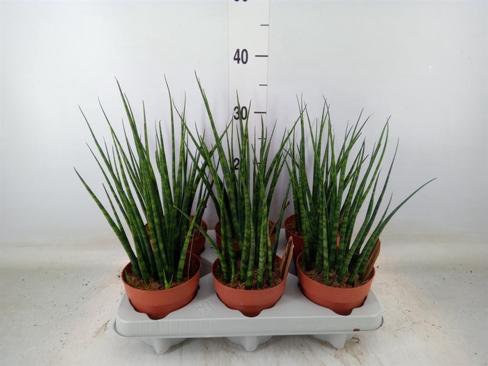<h4>Sansevieria  'Fernwood'</h4>