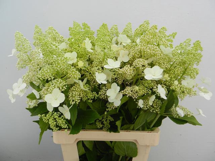 <h4>HORT PAN KYUSHU HYDR PA KYUSHU</h4>
