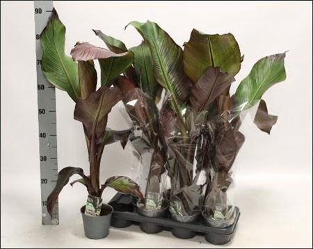 <h4>Ensete Vent Maurelii</h4>