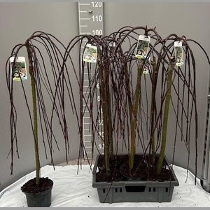 Salix Cap Kilmarnock