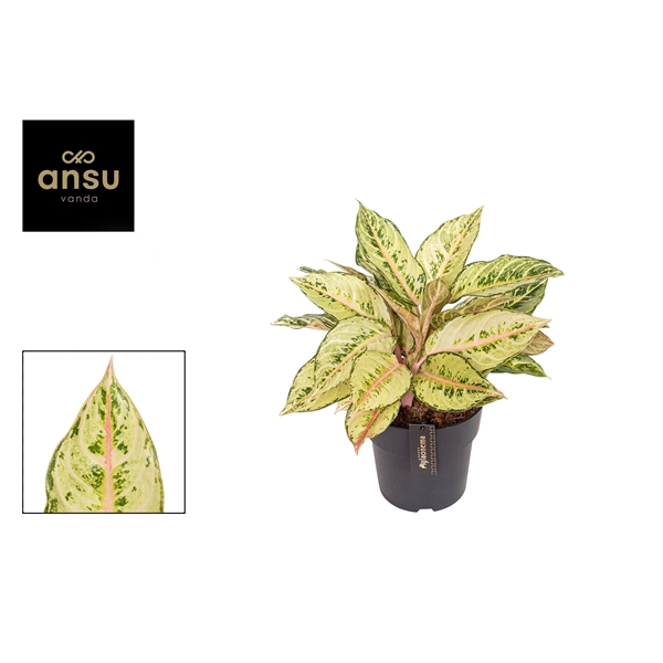 <h4>Aglaonema Chartreuse Pretty</h4>