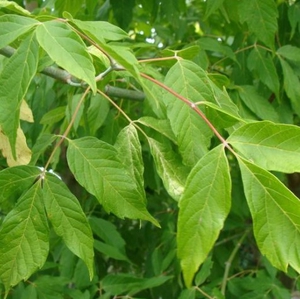 Acer overig
