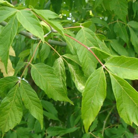 <h4>Acer overig</h4>