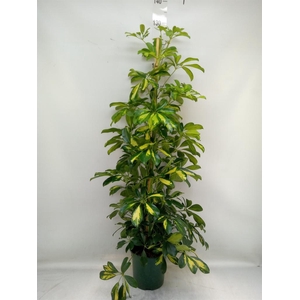 Schefflera arbor. 'Dalton'