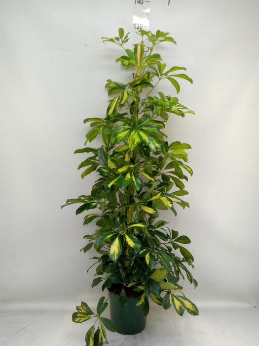 <h4>Schefflera arbor. 'Dalton'</h4>