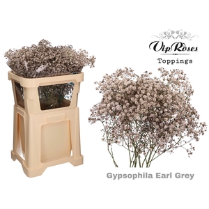 GYPS PA EARL GREY
