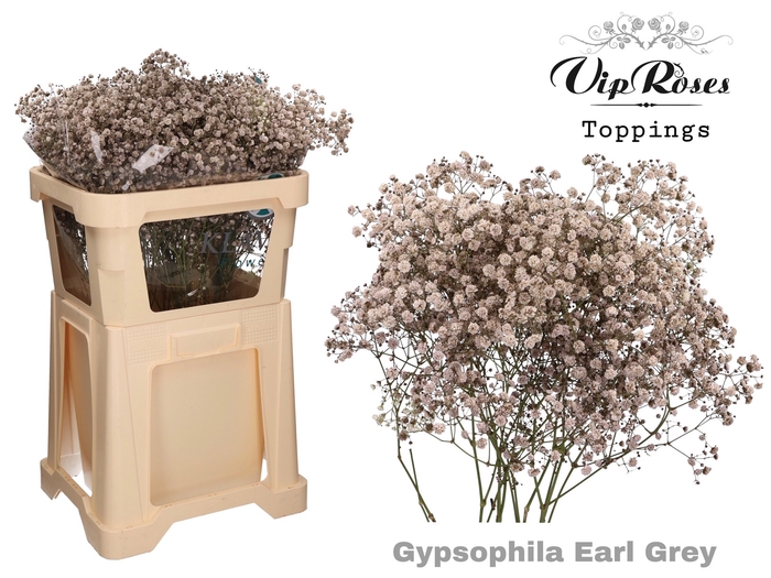 GYPS PA EARL GREY